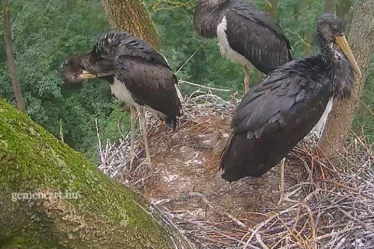 Kirepült az első feketególya-fióka a webkamerás gemenci fészekből